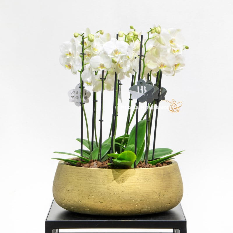 Five white orchid plants in a gold pot