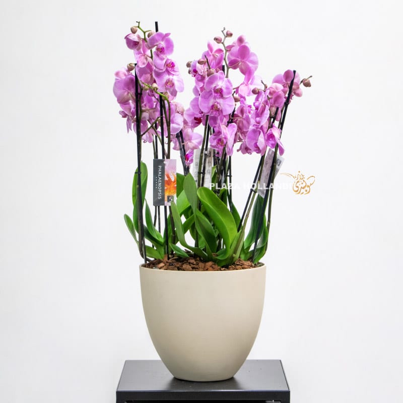 Light purple orchids in a pot
