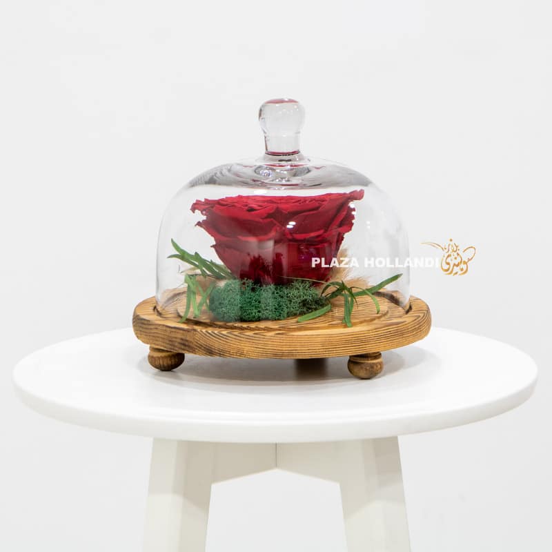Large red preserved rose in a glass cloche