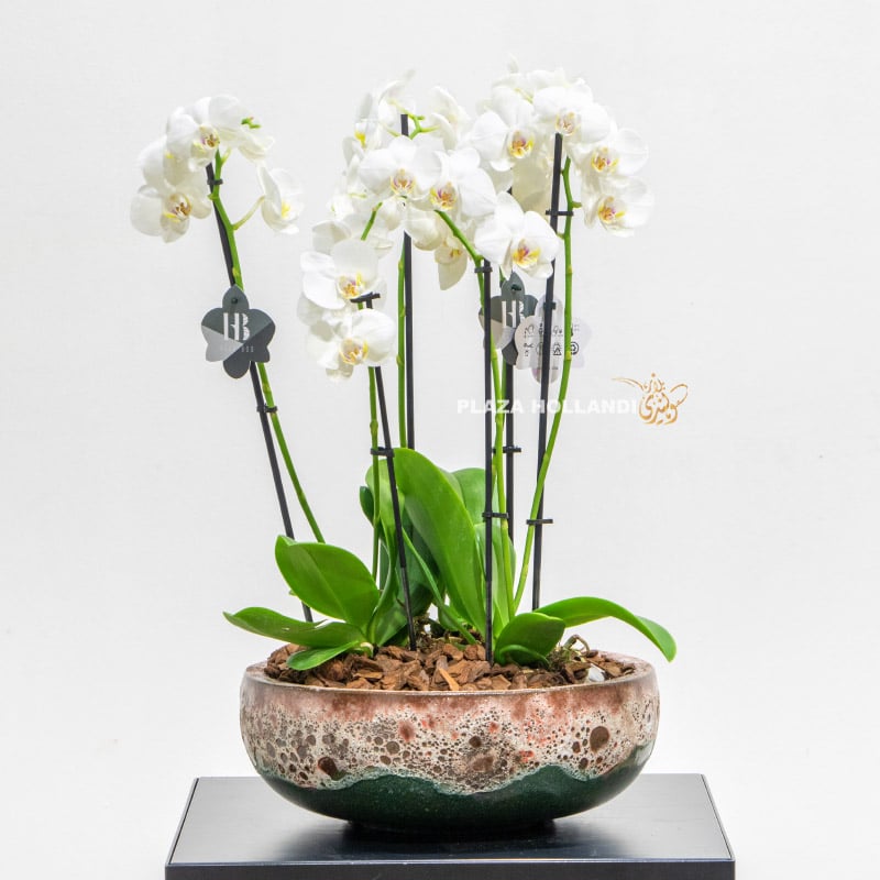 Round textured pot with orchids