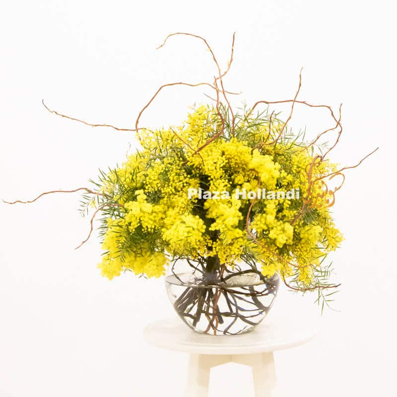 Mimosa bouquet in glass vase