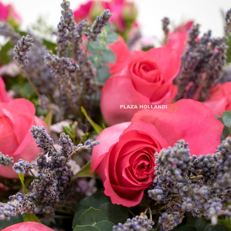 Close up of pink roses and levender