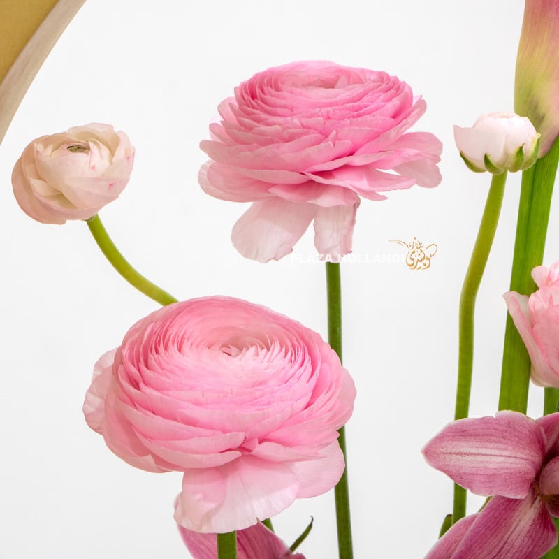 Close up of pink ranunculus flowers