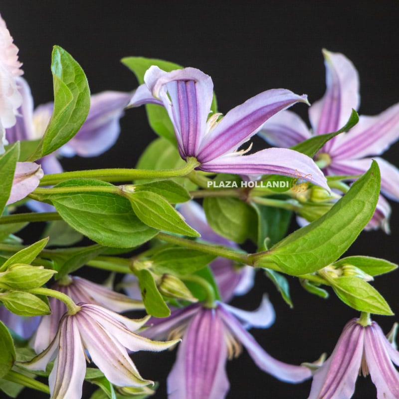 close up of clematis