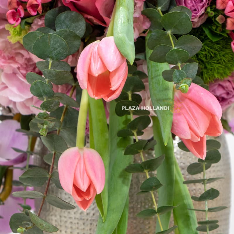 Close up of pink tulips