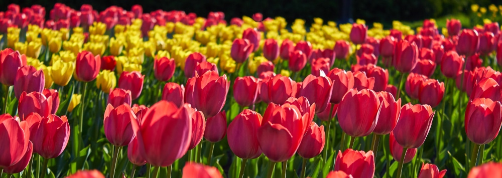 Amazing tulip meanings 5 Tulips meaning