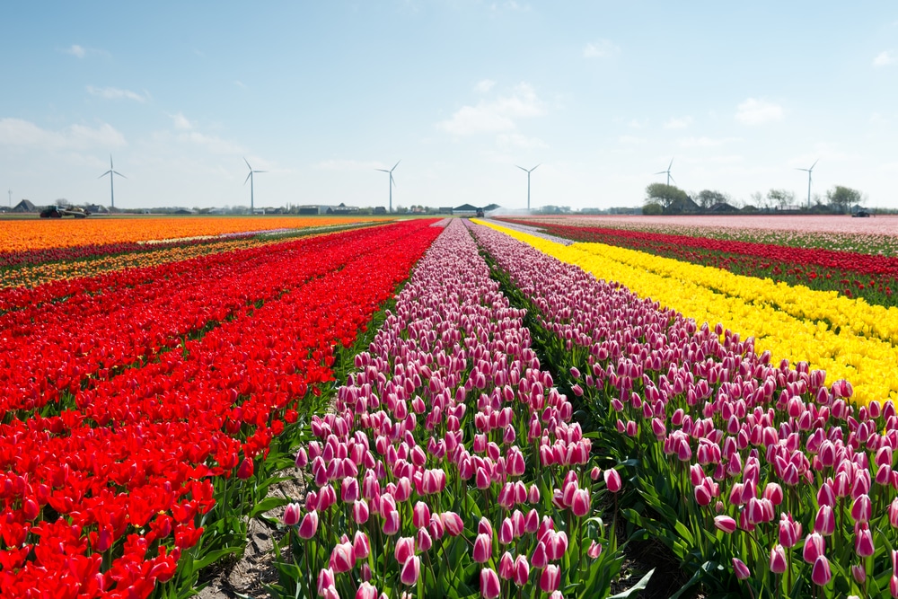 Amazing tulip meanings 13 Tulips meaning