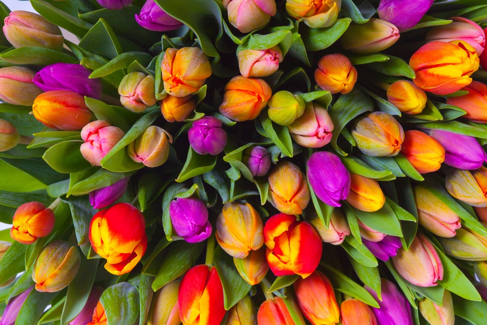Amazing tulip meanings 1 tulip meanings