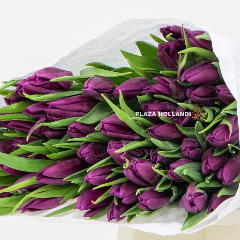 50 purple tulips