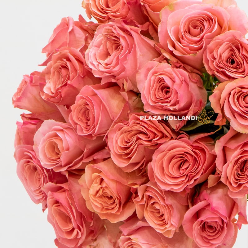 2.1 25 coral coloured roses