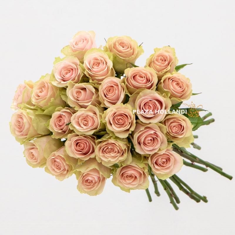 25 light pink roses in a bouquet