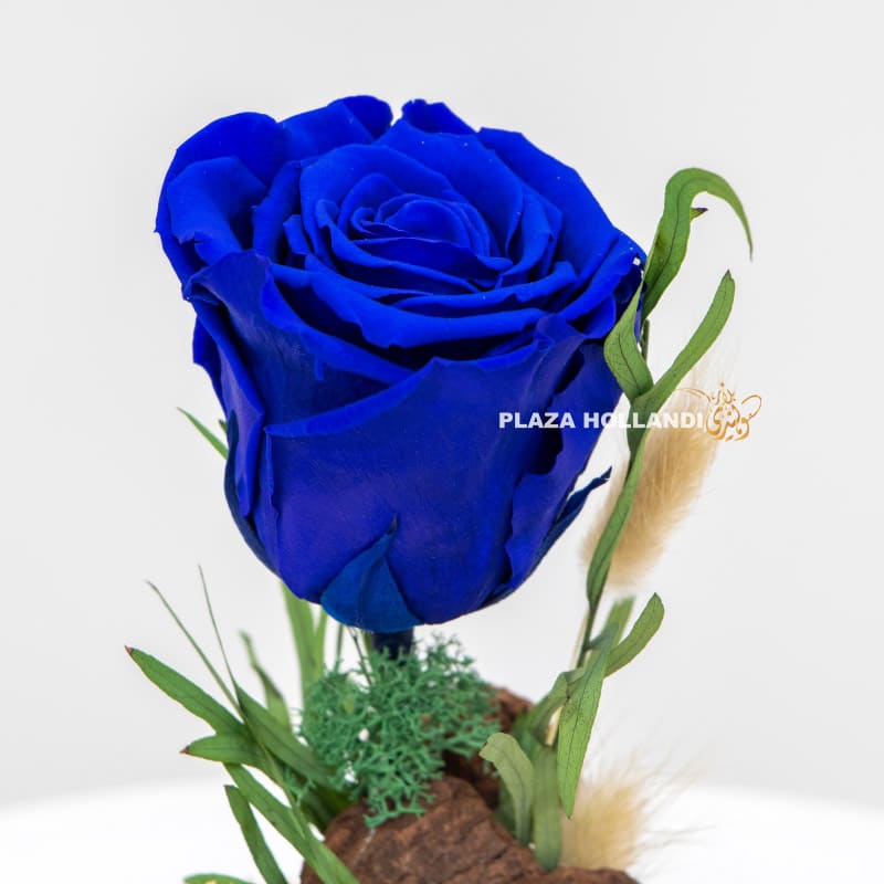 Close up of preserved blue rose