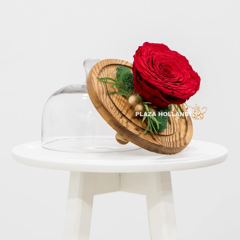 Large red preserved rose in a cloche