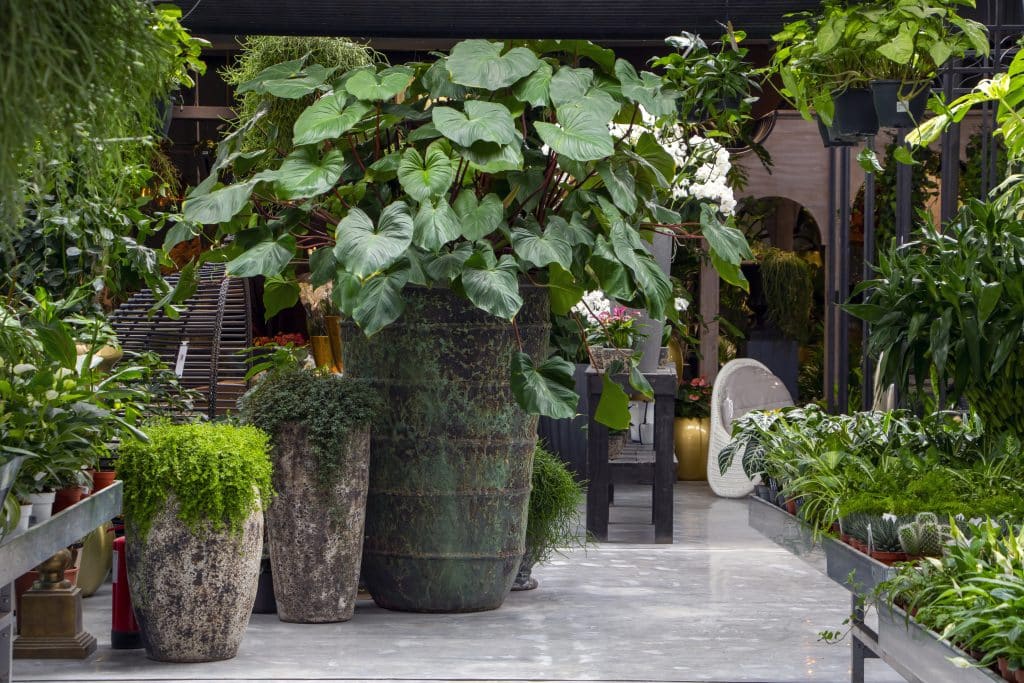 Where to buy plants in Doha? 1 Where to buy plants in Doha?