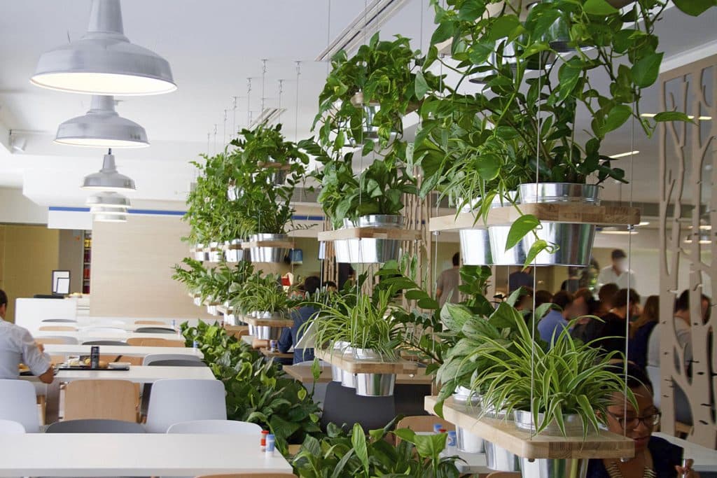 Indoor plants in an office