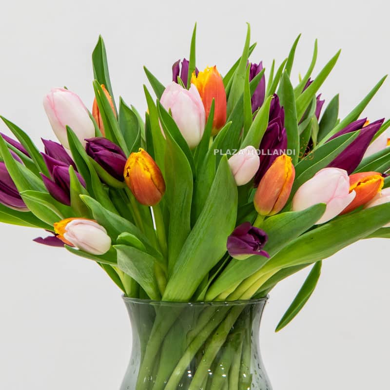 50 Mixed Tulips In A Glass Vase