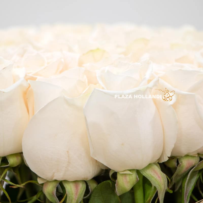 Close up of white roses
