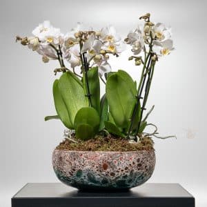 White Orchids in a Pot
