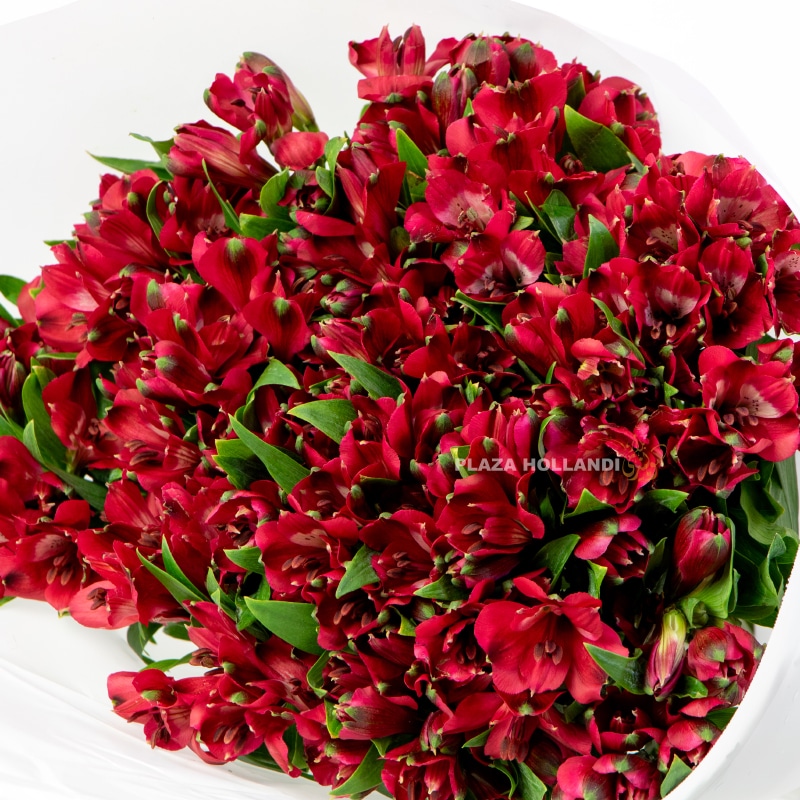Red Alstroemeria Bouquet