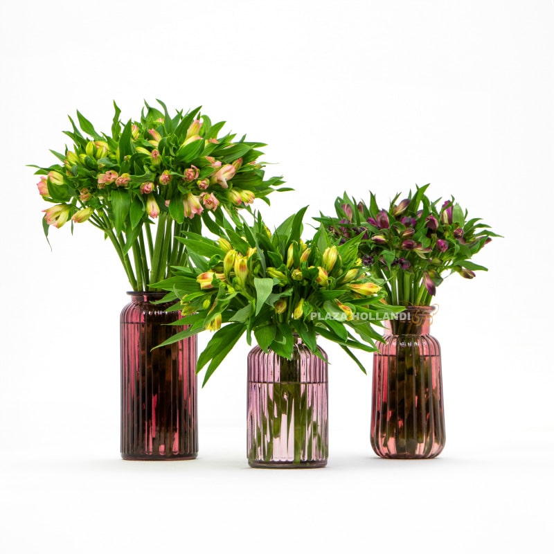 Three Vases with Alstroemeria Flowers