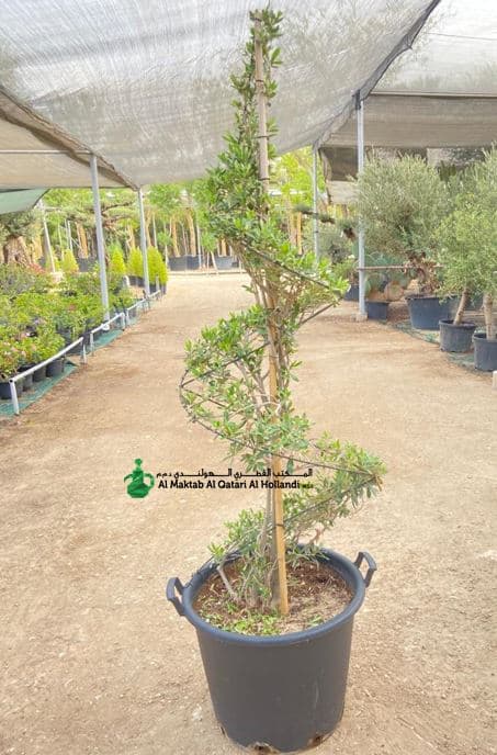 Olea Europaea Spiral Shape