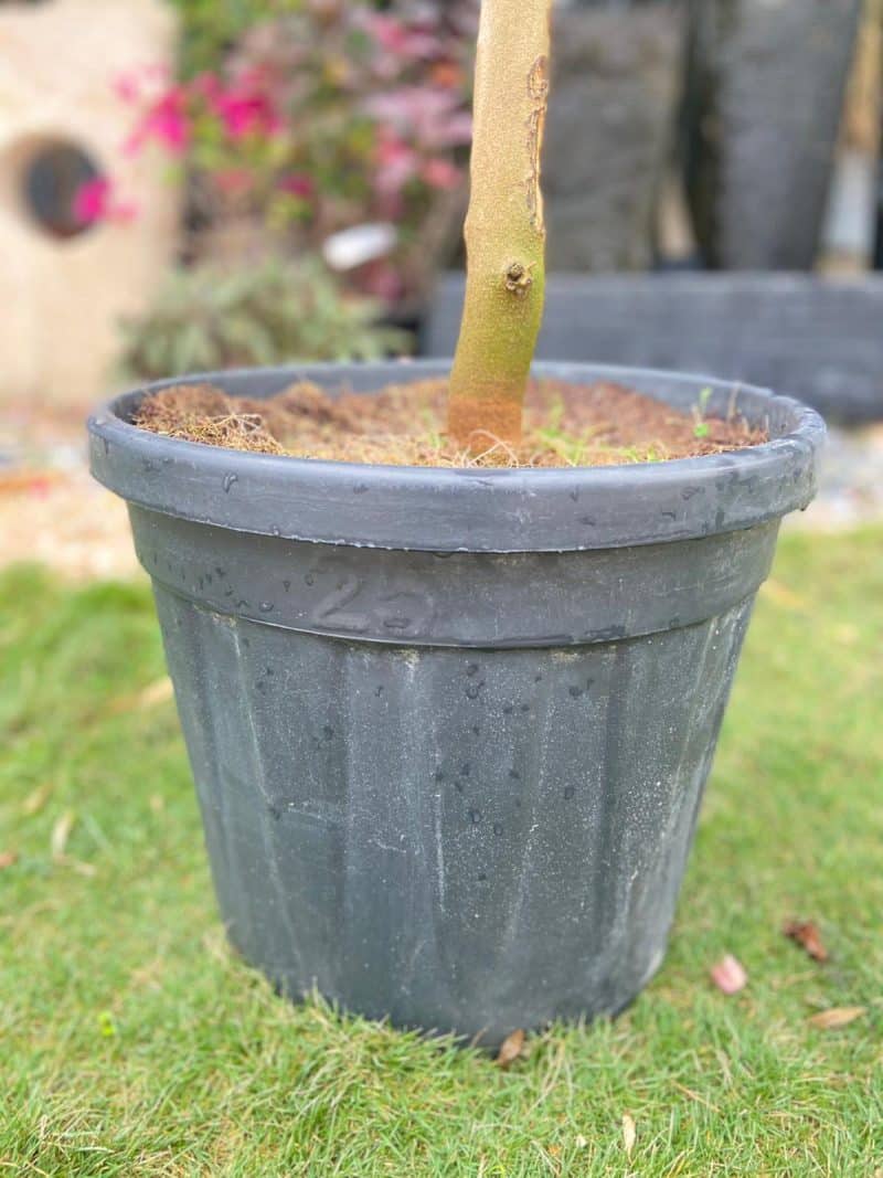 Olea Europaea Ball On Stem