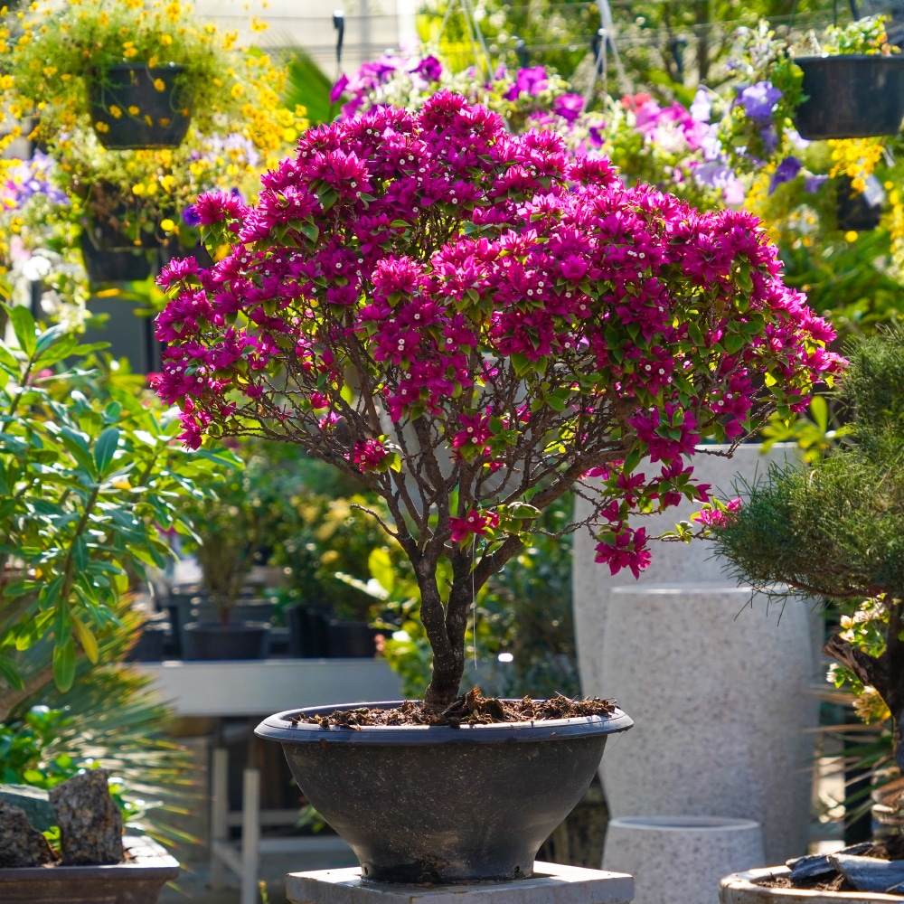 The Art of Flower Pairing: A Florist’s Secret 3 The Art of Flower Pairing: A Florist’s Secret