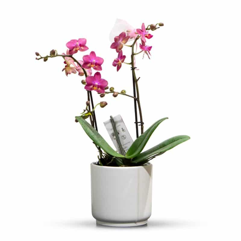 Pink Orchid in a white pot