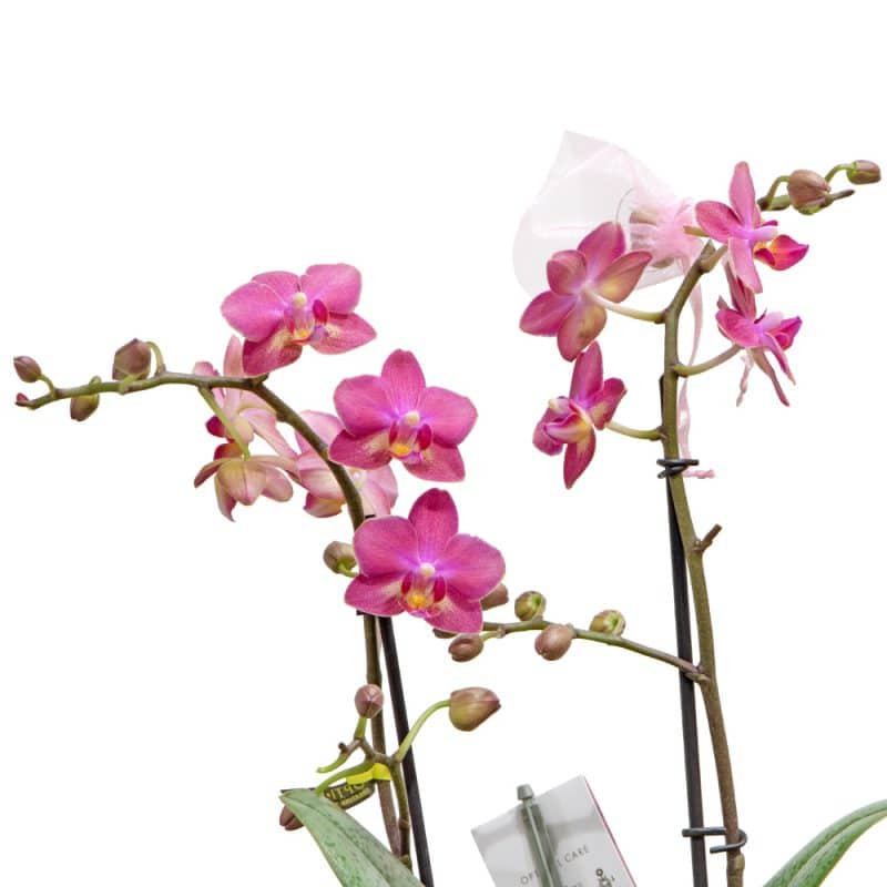 Pink Orchid in a white pot