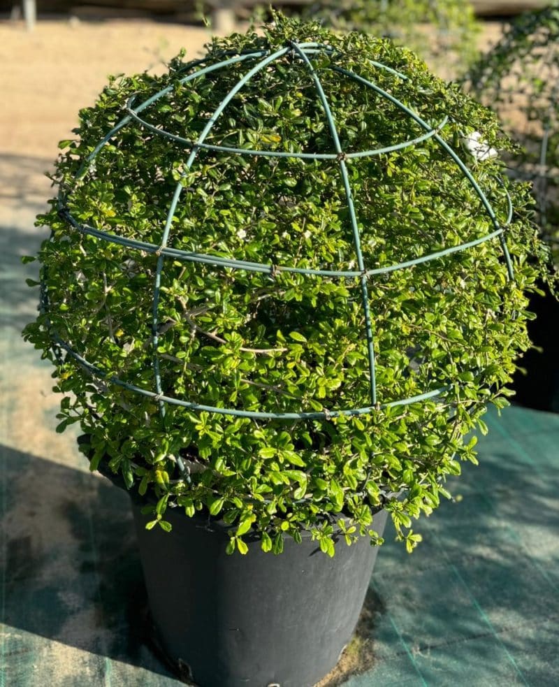 Ehretia Microphylla Ball Shape