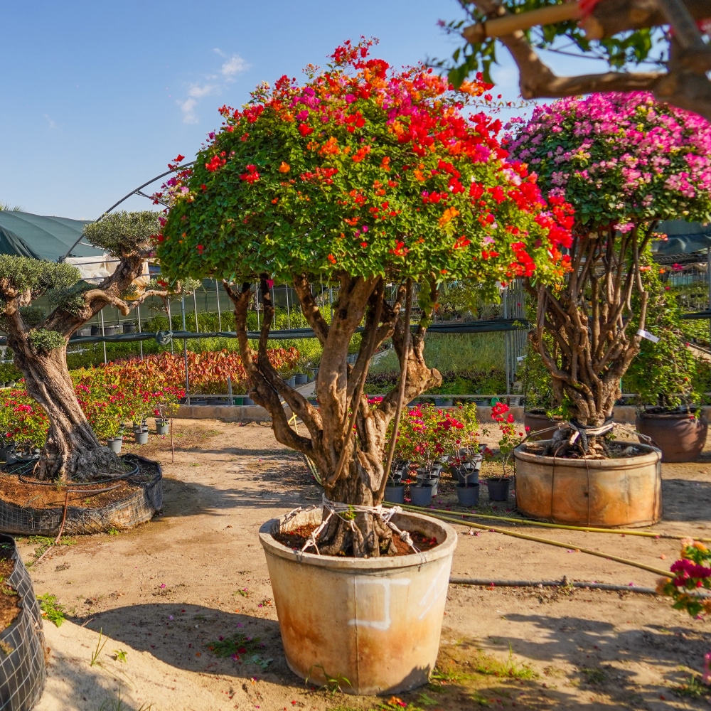 How to look after your flowers?