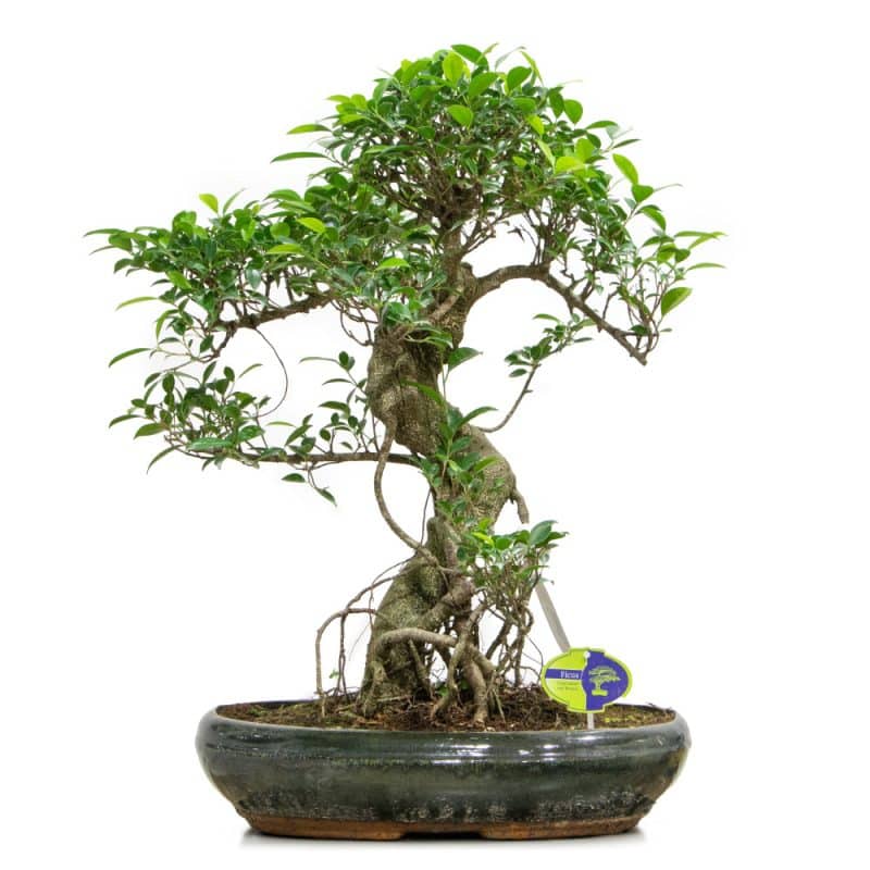 Bonsai Tree in a Green Pot