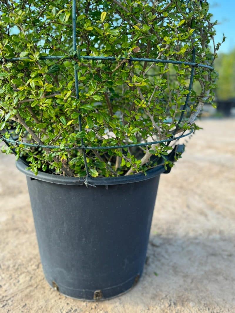 Ehretia Microphylla Ball Shape