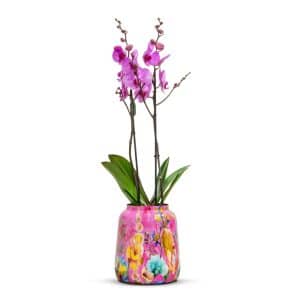 How to look after your orchid plants