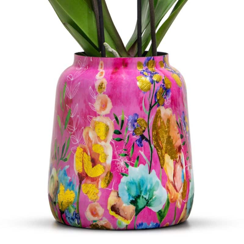 Pink Orchid in a Pink Designer Pot