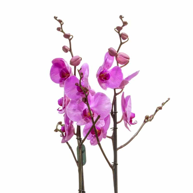 Pink Orchid in a Pink Designer Pot