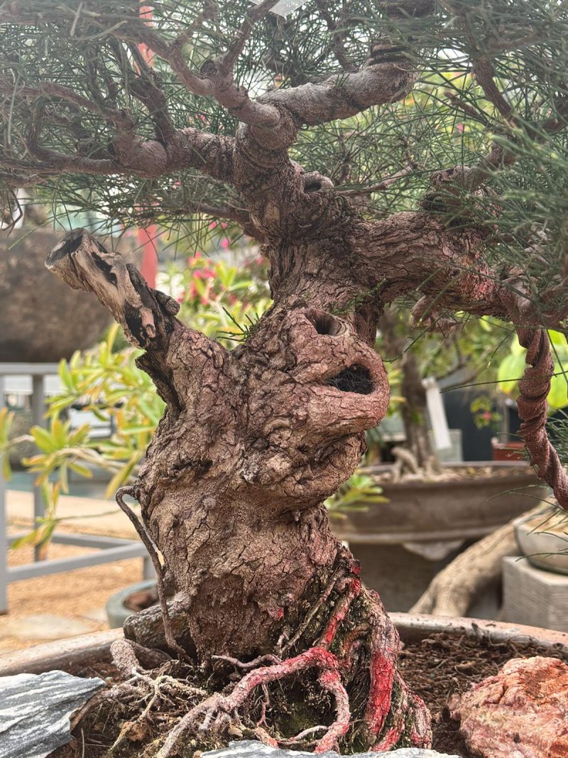 Casuarina Equisetifolia Bonsai