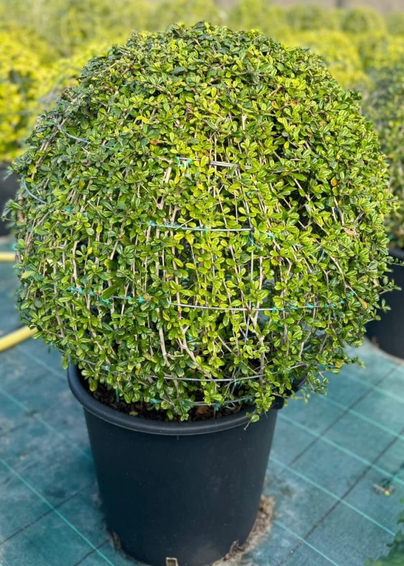 Ehretia Microphylla Ball Shape