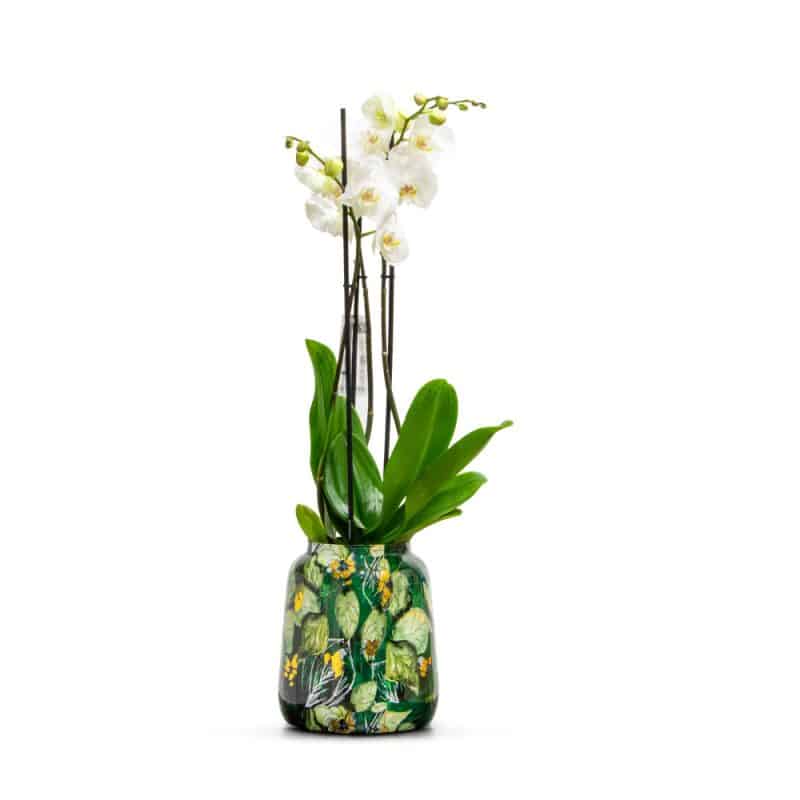 White Orchid in a Green Designer Pot