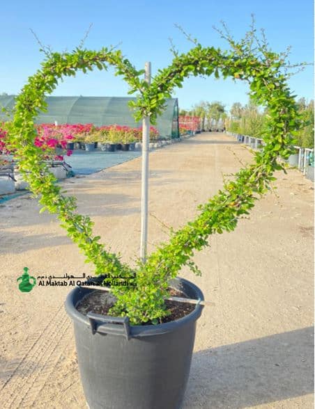 Ehretia Microphylla Heart Shape