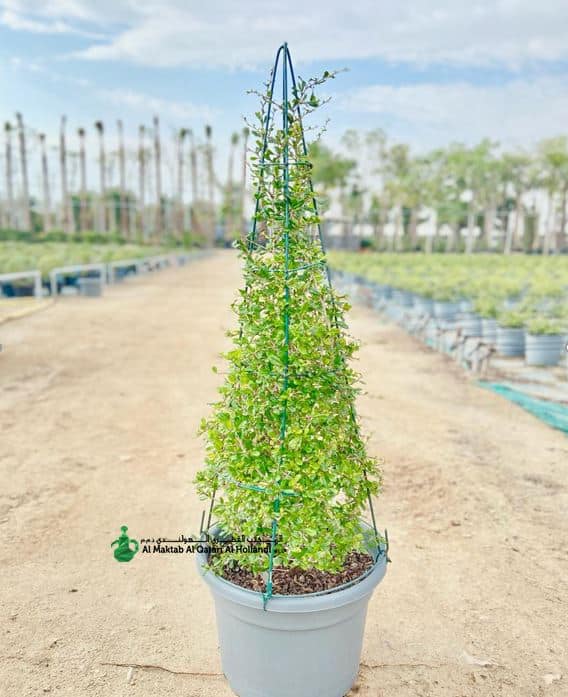 Ehretia Microphylla Cone Shape