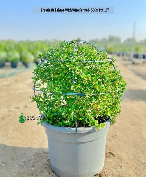 Ehretia Microphylla Ball Shape With Frame