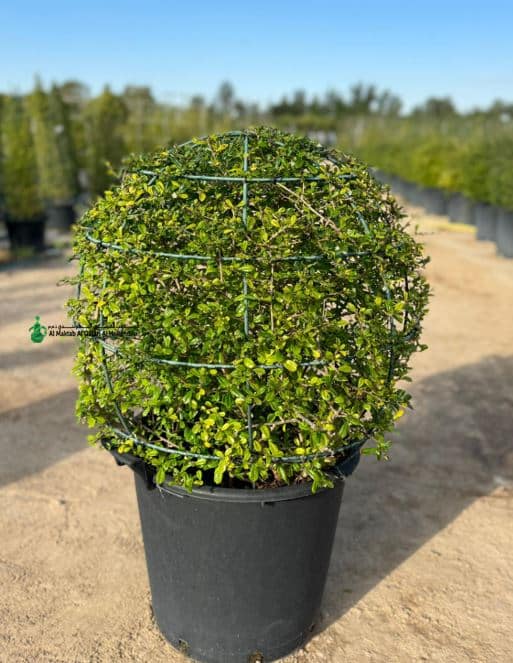 Ehretia Microphylla Ball Shape