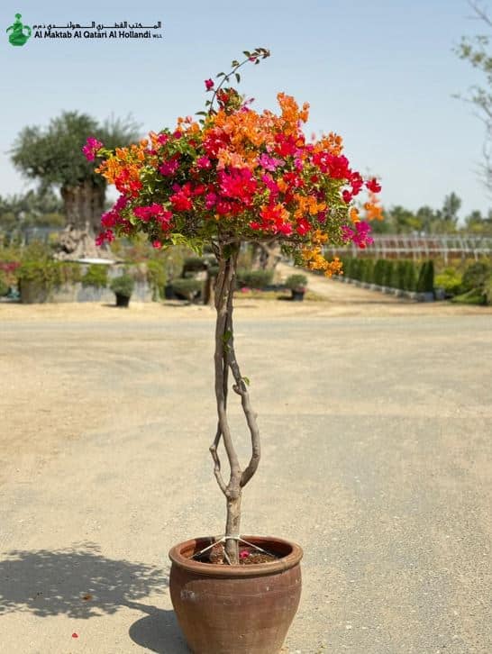 Bougainvillea Umbrella Shape