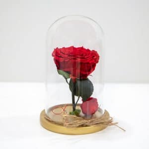 Preserved Roses for All Occasions