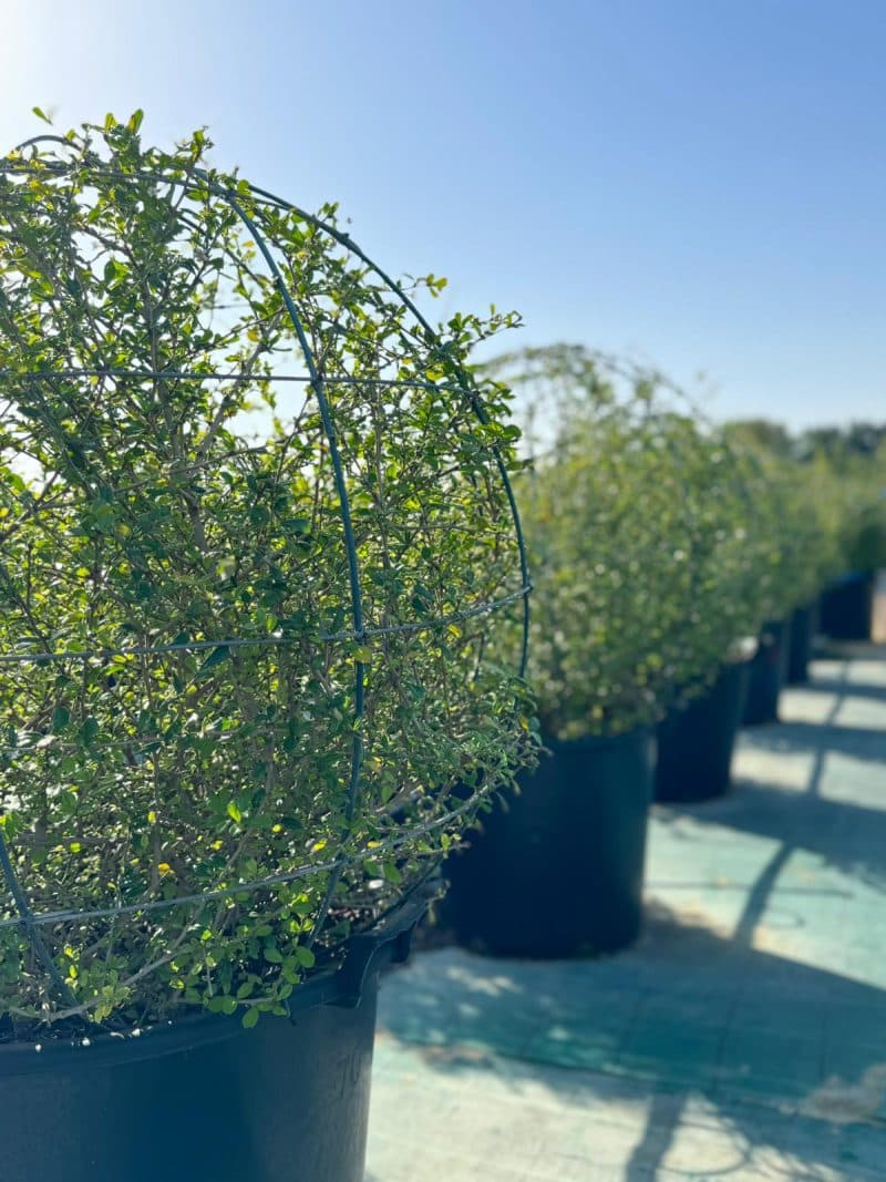 Ehretia Microphylla Ball Shape