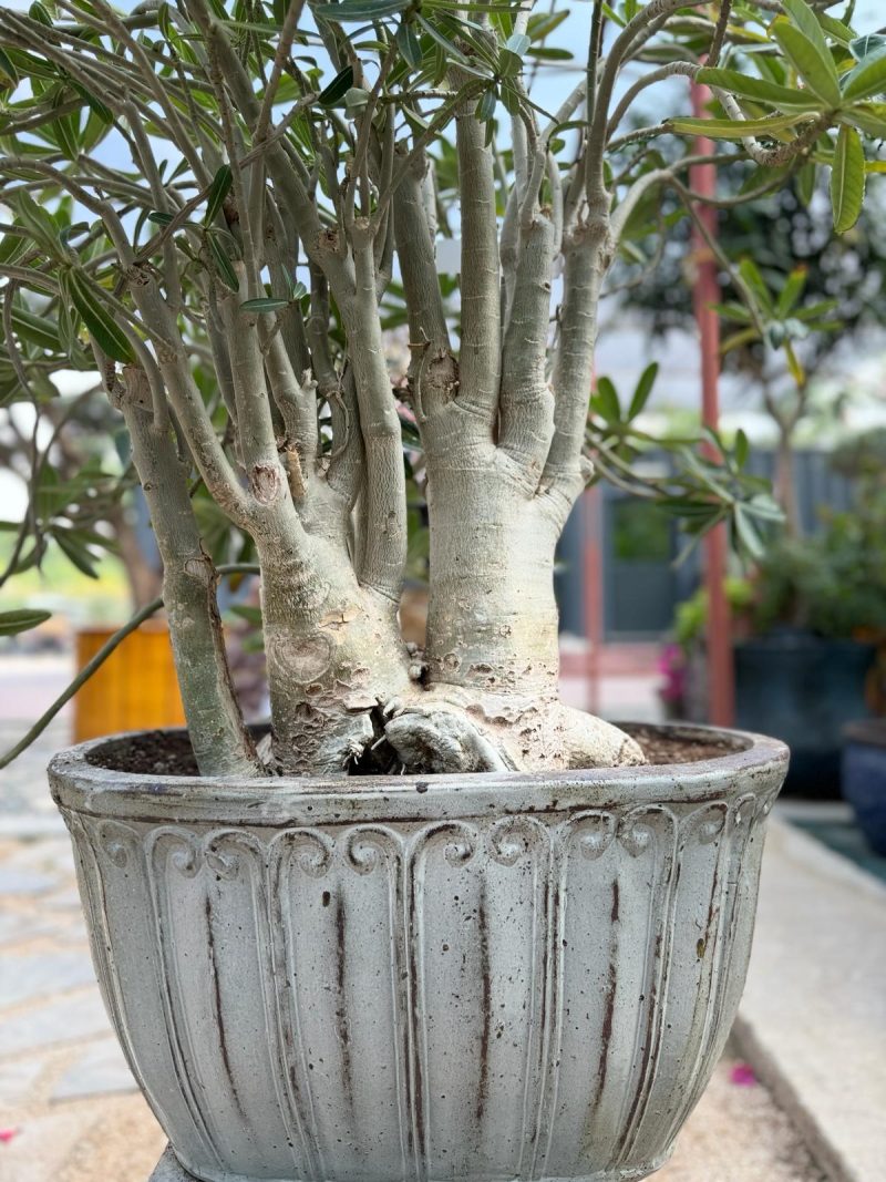 Adenium Obesum Bonsai