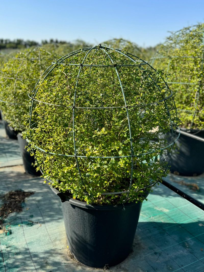 Ehretia Microphylla Ball Shape