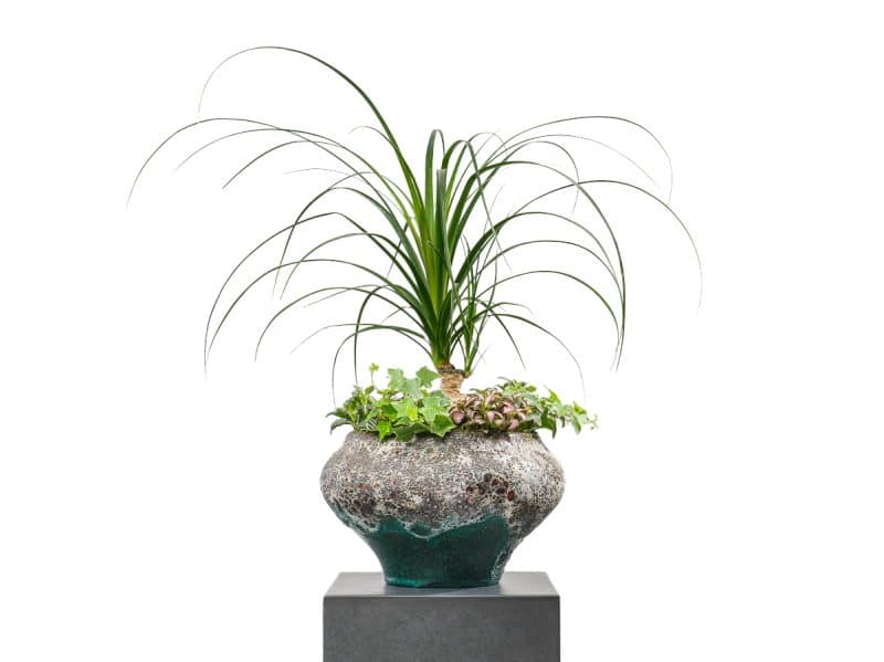 Green Elegance Trio: Beaucarnea, Fittonia, and Hedera Ensemble