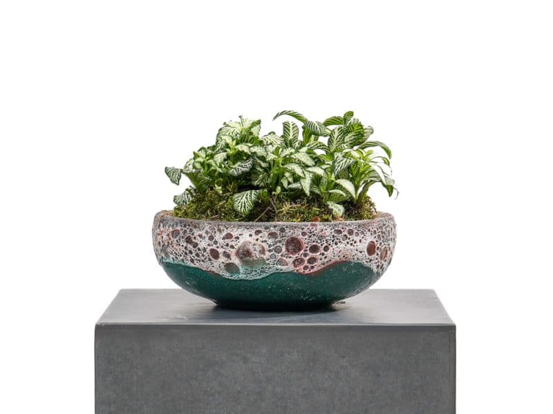 Fittonia Arrangement in a Bowl
